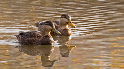 NRCS Conservation Practices & Materials