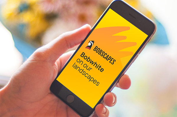 Image of Bobscapes App on a mobile phone in a person's hand.