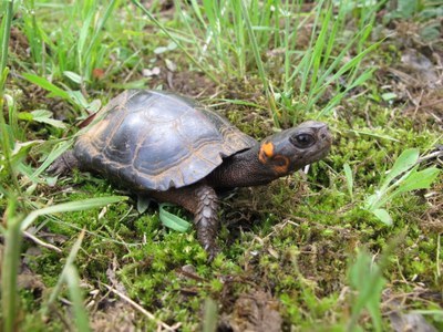 Bog Turtle Wildlife Habitat Evaluation Guide (WHEG)