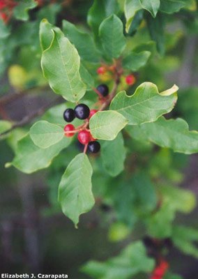 Glossy buckthorn (Frangula alnus)