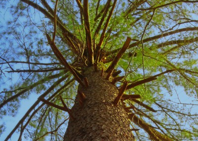 Pinus strobus old tree Appalachian Park