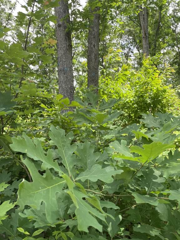 Competing species in the white oak range are shading out young white oaks thus preventing regeneration, resulting in a non-sustainable  demographic dominated by older trees.  Dr. Jeff Larkin is a professor of Wildlife Ecology and Conservation at IUP, as well as the Forest Bird Habitat Coordinator for the American Bird Conservancy. He says: it's just as important for landowners and forest managers to 'look down' as it is to 'look up' when it comes to oak forest management and stewardship. These photos, taken by Dr. Larkin, demonstrate white oak regeneration within the forest understory.