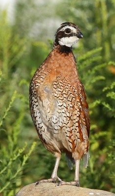 Assessment of Native Grasses for Forage & Bobwhite Habitat