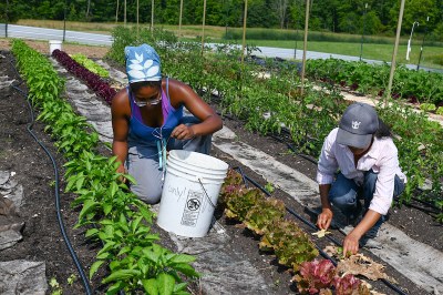 (L-R) Intern Maddie Baker and Purple Skies Farm Owner Visar Duane work together to pull weeds.