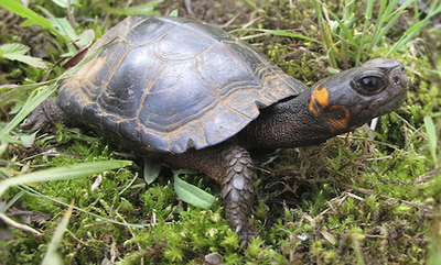 Bog Turtle