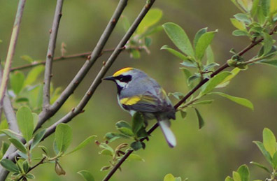 Golden Winged Warbler