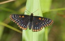 Baltimore checkerspot_Billtacular.jpg