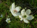 large-leaf grass-of-Parnassus_Eleanor_2013.jpg