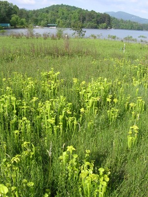 Green pitcher plant