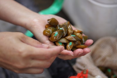 USFWS: Endangered mussels bound for the Powell River