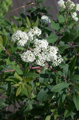 Virginia spriraea