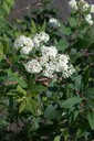 Virginia spiraea (Spiraea virginiana)