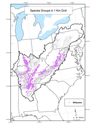 Millipede Species Distribution by 1km Grid