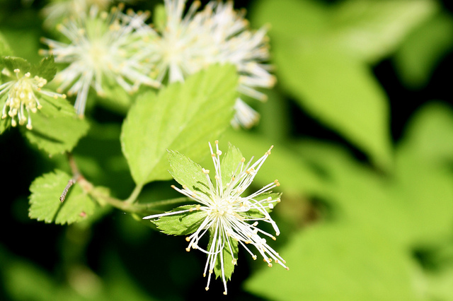 Alabama snow-wreath (Neviusia alabamensis)