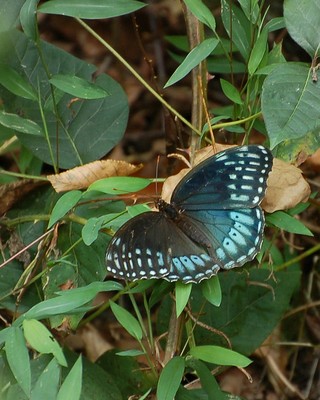 Diana fritillary (Speyeria diana)