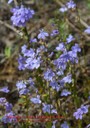 Gattingers lobelia_Couchville cedar glade_Michael Hicks.jpg