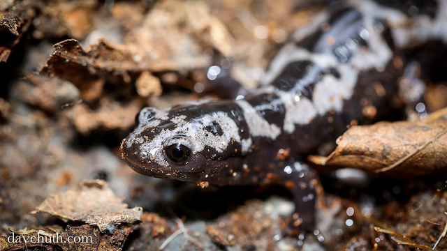 Marbled salamander (Ambystoma opacum)