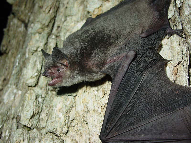 Grey Bat