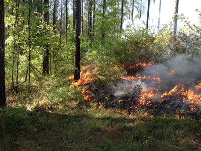 Growing season burn-May1_for quail_Thurmond.JPG