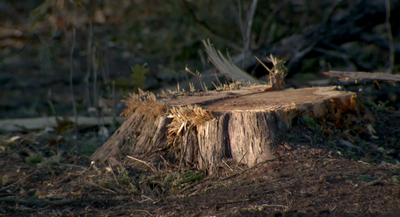 Eastern redcedar burning tips 