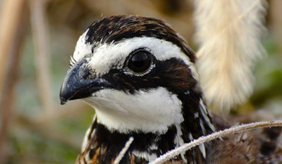 Northern Bobwhite Quail, Grasslands & Savannas