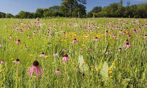 Grasslands and Savannas Lead Image