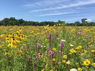 Restored prairie in Ohio